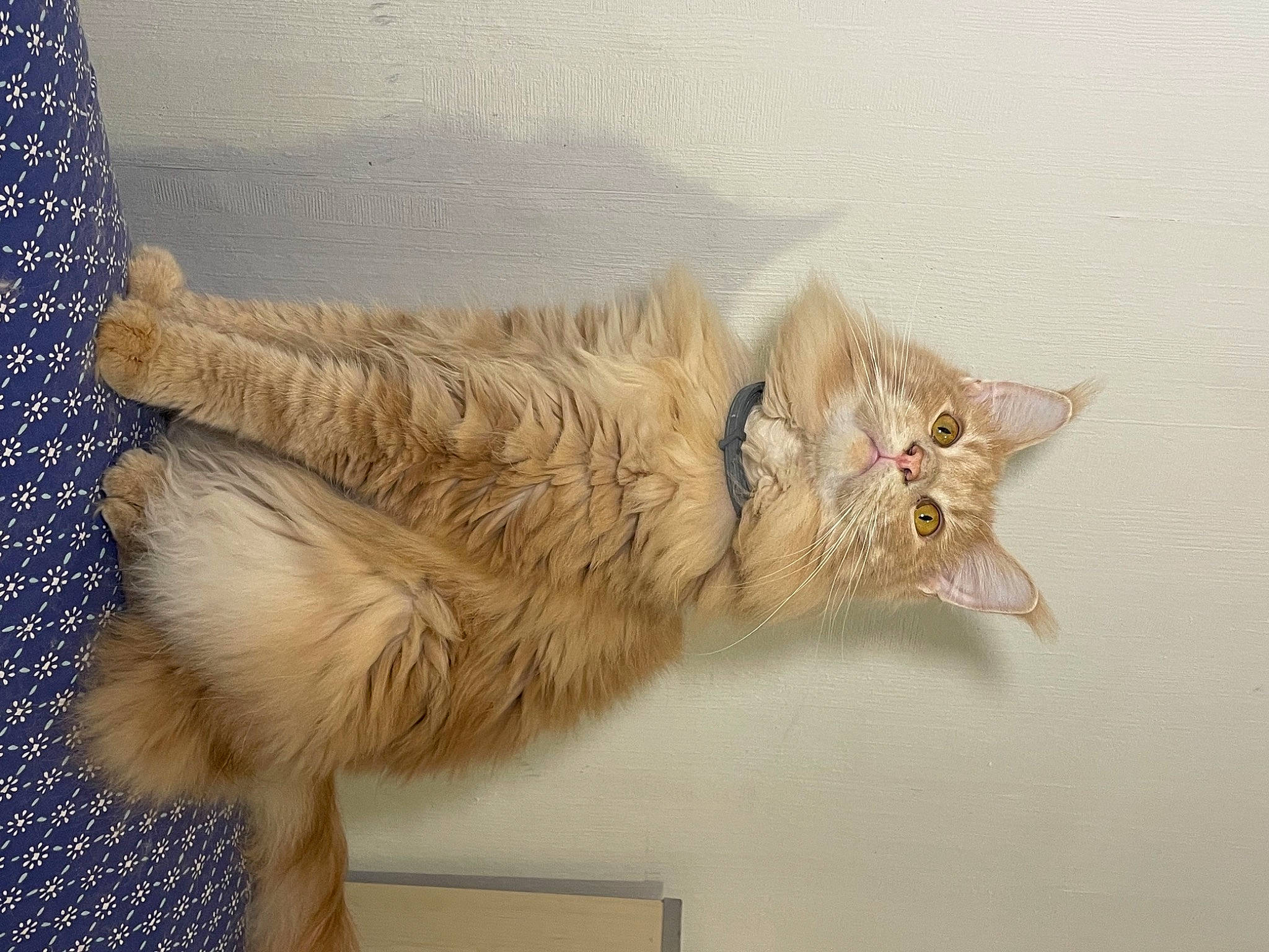 Scar a rejoint le concours — aidez-le/la à gagner de superbes lots ! carnivore, cat, claw, domestic_short_haired_cat, felidae, fur, paw, plant, small_to_medium_sized_cats, tail, whiskers, wood