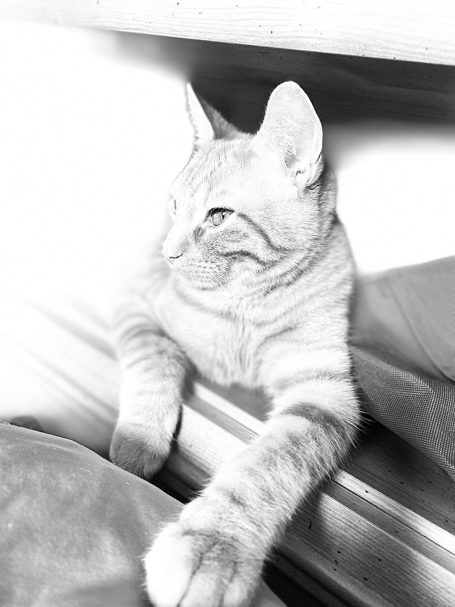 Simba a rejoint le concours — aidez-le/la à gagner de superbes lots ! asian, black_and_white, burmilla, carnivore, cat, domestic_short_haired_cat, ear, eye, felidae, leg, monochrome, monochrome_photography, paw, photography, sitting, small_to_medium_sized_cats, snout, style, whiskers, white