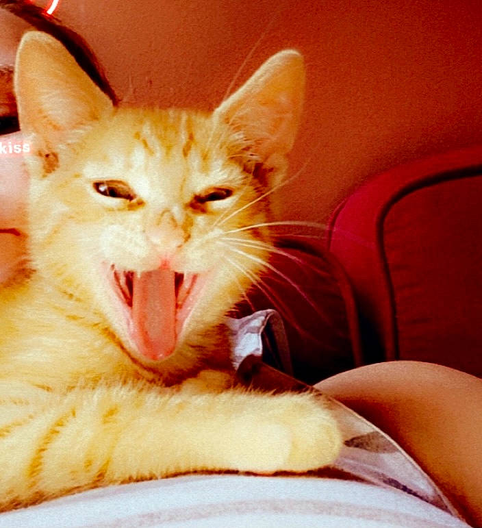 Simba a rejoint le concours — aidez-le/la à gagner de superbes lots ! arabian_mau, asian, carnivore, cat, claw, ear, european_shorthair, facial_expression, felidae, kitten, mammal, mouth, nose, organ, oriental_longhair, small_to_medium_sized_cats, smile, snout, whiskers, yawn