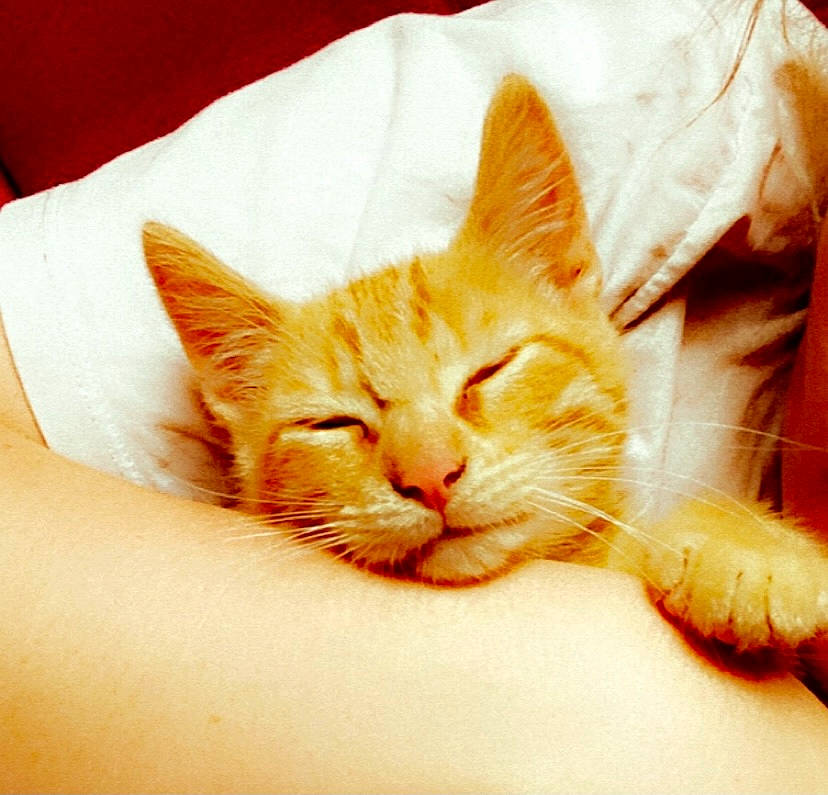 Simba participe au concours pour gagner de l'argent avec cette photo : carnivore, cat, ear, european_shorthair, felidae, fur, kitten, nap, pillow, sleep, small_to_medium_sized_cats, tabby_cat, whiskers