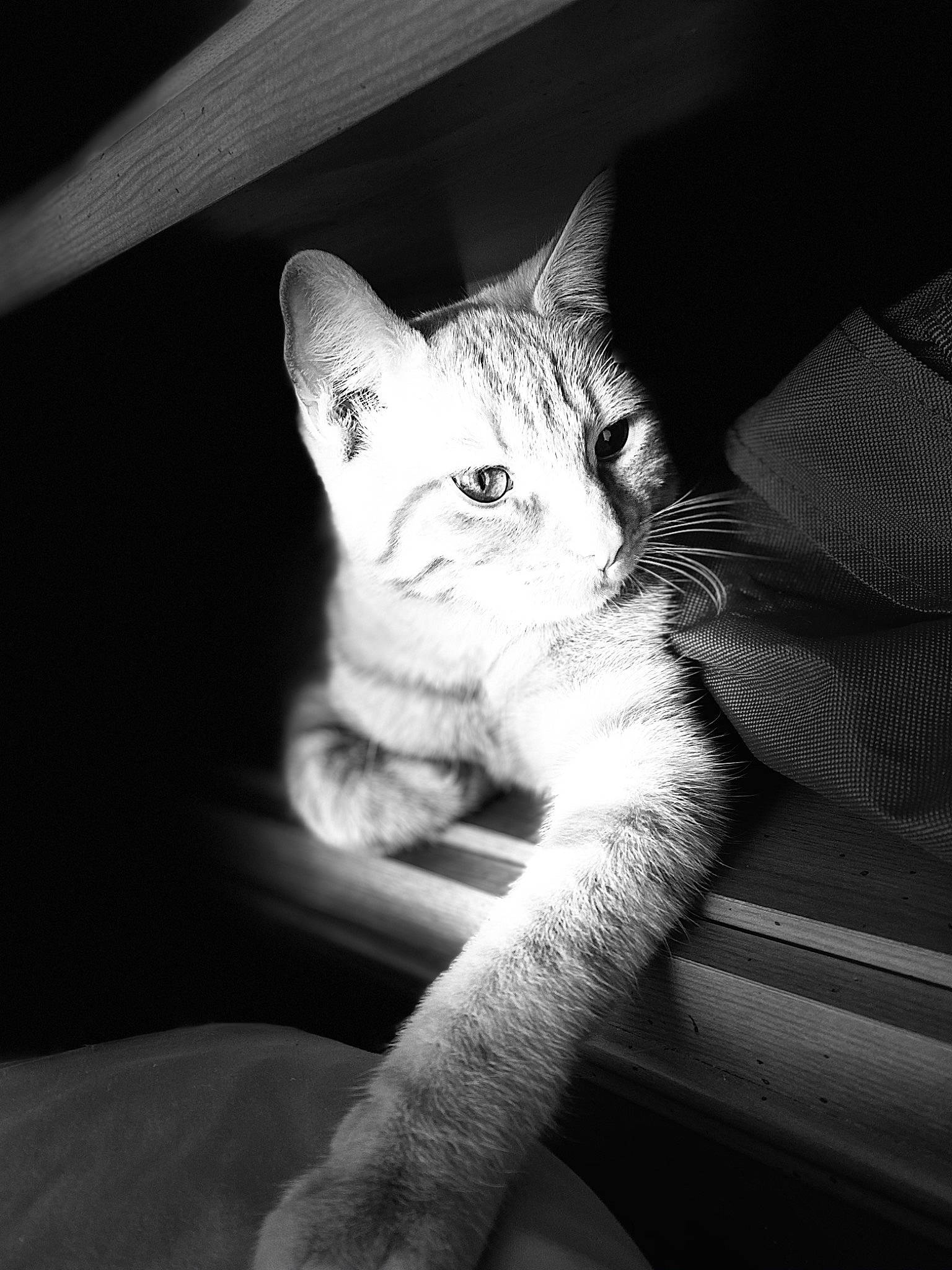 Simba a rejoint le concours — aidez-le/la à gagner de superbes lots ! asian, black, black_and_white, carnivore, cat, ear, eye, felidae, fur, kitten, leg, monochrome, monochrome_photography, sitting, small_to_medium_sized_cats, style, tabby_cat, tail, whiskers, white