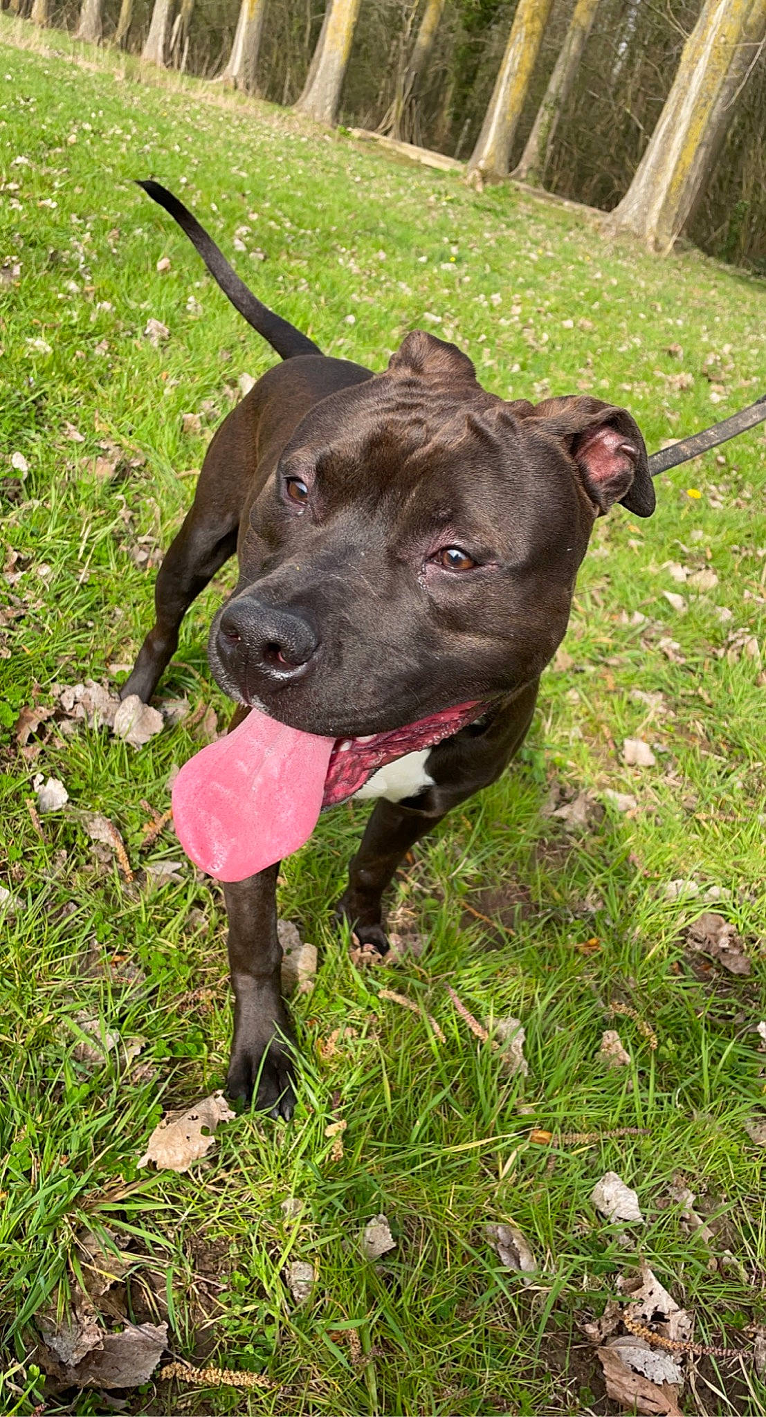 Black participe au concours pour gagner de l'argent avec cette photo : borador, canidae, canis_panther, carnivore, collar, companion_dog, dog, dog_breed, dog_collar, fawn, grass, groundcover, herbaceous_plant, liver, plant, snout, tail, terrestrial_animal, working_animal, working_dog
