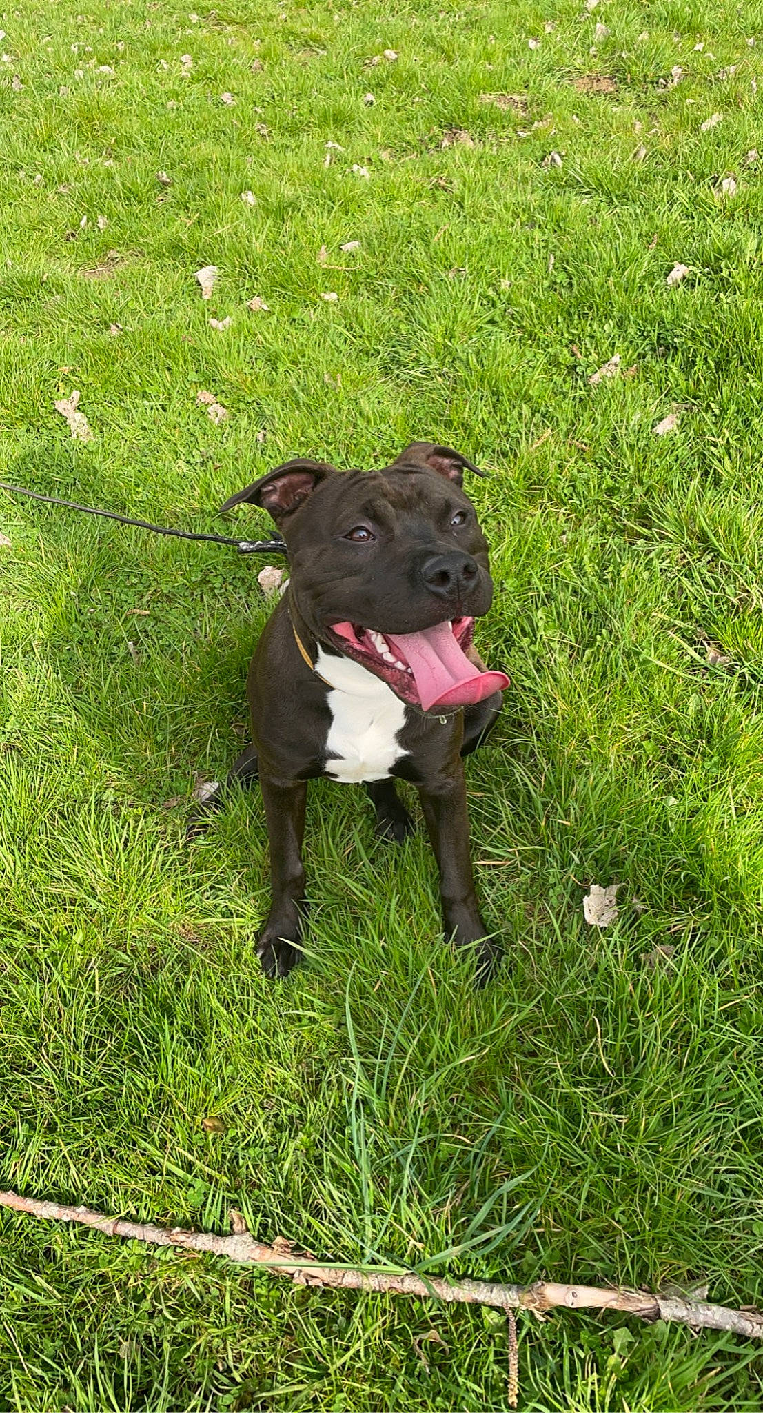 Black participe au concours pour gagner de l'argent avec cette photo : canidae, carnivore, collar, companion_dog, dog, dog_breed, dog_collar, fawn, grass, grassland, groundcover, lawn, meadow, plant, shrub, snout, sporting_group, tail, terrestrial_animal, working_animal