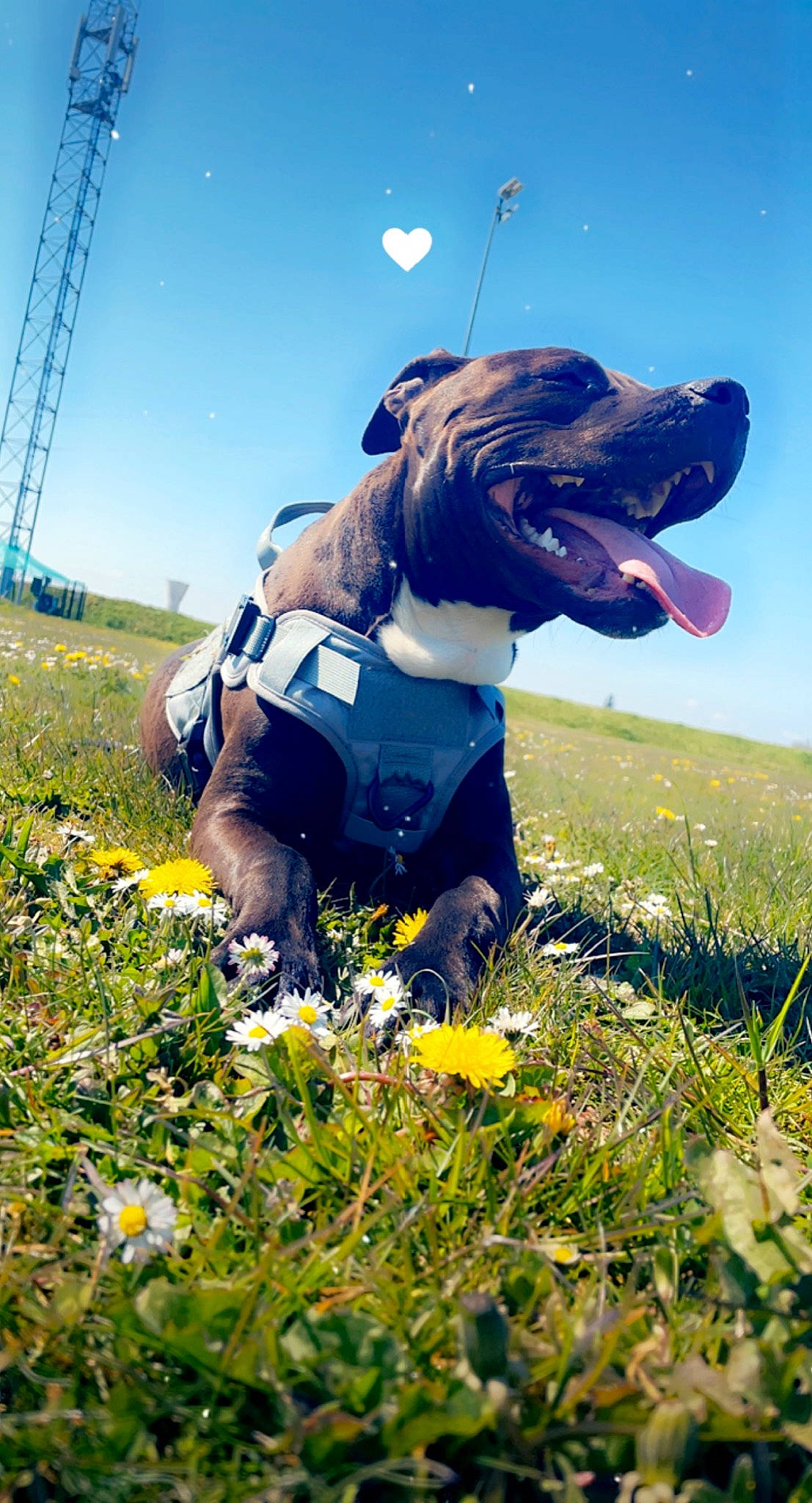 Black a rejoint le concours — aidez-le/la à gagner de superbes lots ! carnivore, collar, companion_dog, dog, dog_breed, dog_collar, dog_supply, fawn, flower, fun, grass, grassland, happy, meadow, people_in_nature, plant, sky, snout, sunglasses, working_animal