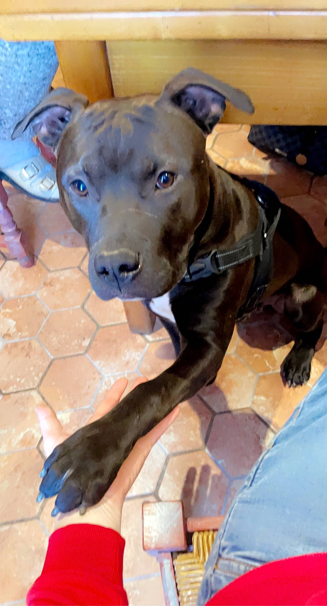 Black a rejoint le concours — aidez-le/la à gagner de superbes lots ! canidae, carnivore, collar, companion_dog, dog, dog_breed, dog_collar, dog_supply, fawn, flooring, fur, guard_dog, liver, non_sporting_group, pet_supply, snout, sporting_group, whiskers, working_animal, working_dog