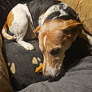 Icare participe au concours pour gagner de l'argent avec cette photo : dog, beagle_like, pet, indoor, couch, blanket, collar, chew_toy, toy, resting, sleepy, close_up, fur, paw, nose, whiskers, home, furniture, relaxed, upholstery