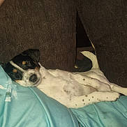 Rosy participe au concours pour gagner de l'argent avec cette photo : puppy, dog, sleeping, lying_down, tri_color, black, white, brown, couch, blanket, blue_blanket, cushions, indoors, home, relaxed, resting, cute, pet, portrait, cozy