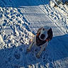dog, spaniel, snow, winter, outdoor, pet, animal, sitting, looking_at_camera, black_and_white, long_ears, harness, orange_accent, snowy_ground, paw_prints, sunlight, shadows, cold_weather, nature, portrait