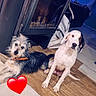Ruby participe au concours pour gagner de l'argent avec cette photo : dogs, two_dogs, pet, canine, shaggy_dog, short-haired_dog, long-eared_dog, sitting, indoor, floor, wood_floor, tile_floor, fireplace, home, portrait, looking_at_camera, collar, orange_collar, heart_sticker, animal_photography