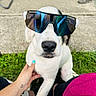 Ruby participe au concours pour gagner de l'argent avec cette photo : dog, puppy, sunglasses, white_fur, black_fur, outdoor, grass, pet, animal, portrait, close_up, fashion, funny, reflective_lenses, nose, sitting, human_hand, tattoo, concrete, playful