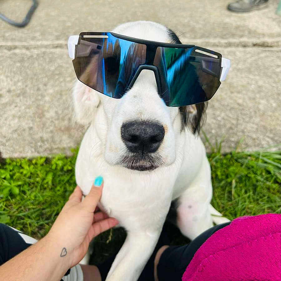 Ruby participe au concours pour gagner de l'argent avec cette photo : dog, puppy, sunglasses, white_fur, black_fur, outdoor, grass, pet, animal, portrait, close_up, fashion, funny, reflective_lenses, nose, sitting, human_hand, tattoo, concrete, playful