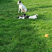 Ruby a rejoint le concours — aidez-le/la à gagner de superbes lots ! dogs, puppies, backyard, grass, outdoors, sunlight, playing, sitting, wrestling, black_and_white, white_dog, animal, pets, canine, garden, fence, tennis_ball, greenery, daytime, group