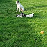 dogs, puppies, backyard, grass, outdoors, sunlight, playing, sitting, wrestling, black_and_white, white_dog, animal, pets, canine, garden, fence, tennis_ball, greenery, daytime, group