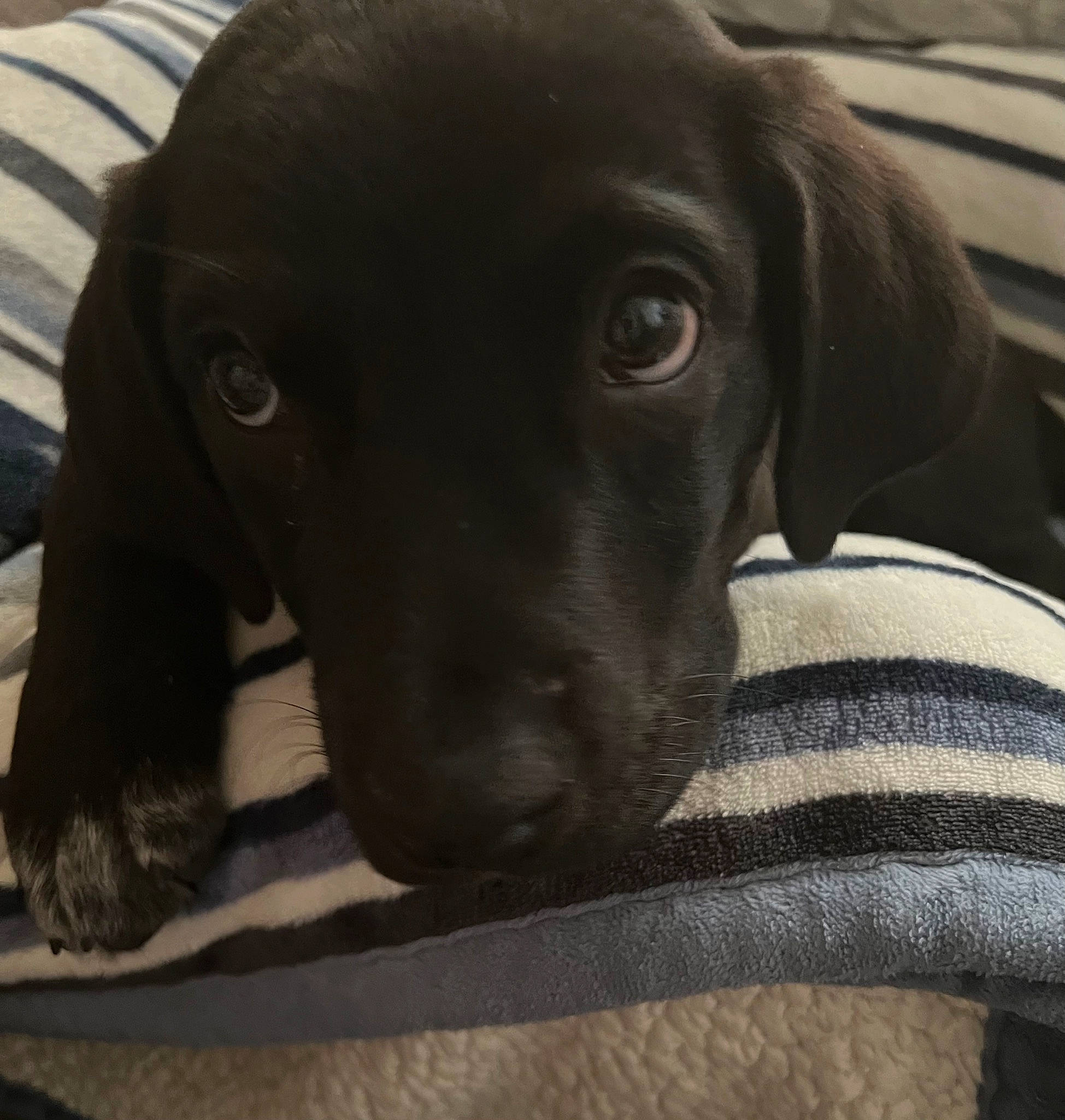 Buster is registered to the contest to win money with this photo: borador, canidae, carnivore, comfort, companion_dog, dog, dog_breed, fur, gun_dog, hunting_dog, labrador_retriever, liver, pet_supply, pointing_breed, puppy, snout, sporting_group, terrestrial_animal, whiskers, working_animal