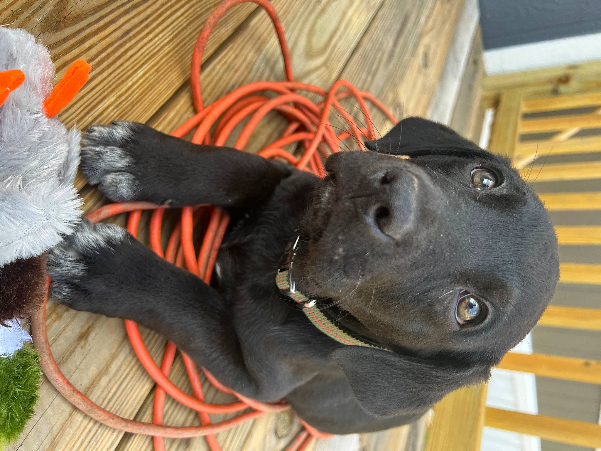 Buster is registered to the contest to win money with this photo: canidae, carnivore, collar, dog, dog_breed, dog_collar, dog_supply, fashion_accessory, fawn, grey, leash, mammal, personal_protective_equipment, pet_supply, sculpture, snout, sporting_group, tail, vertebrate, working_animal