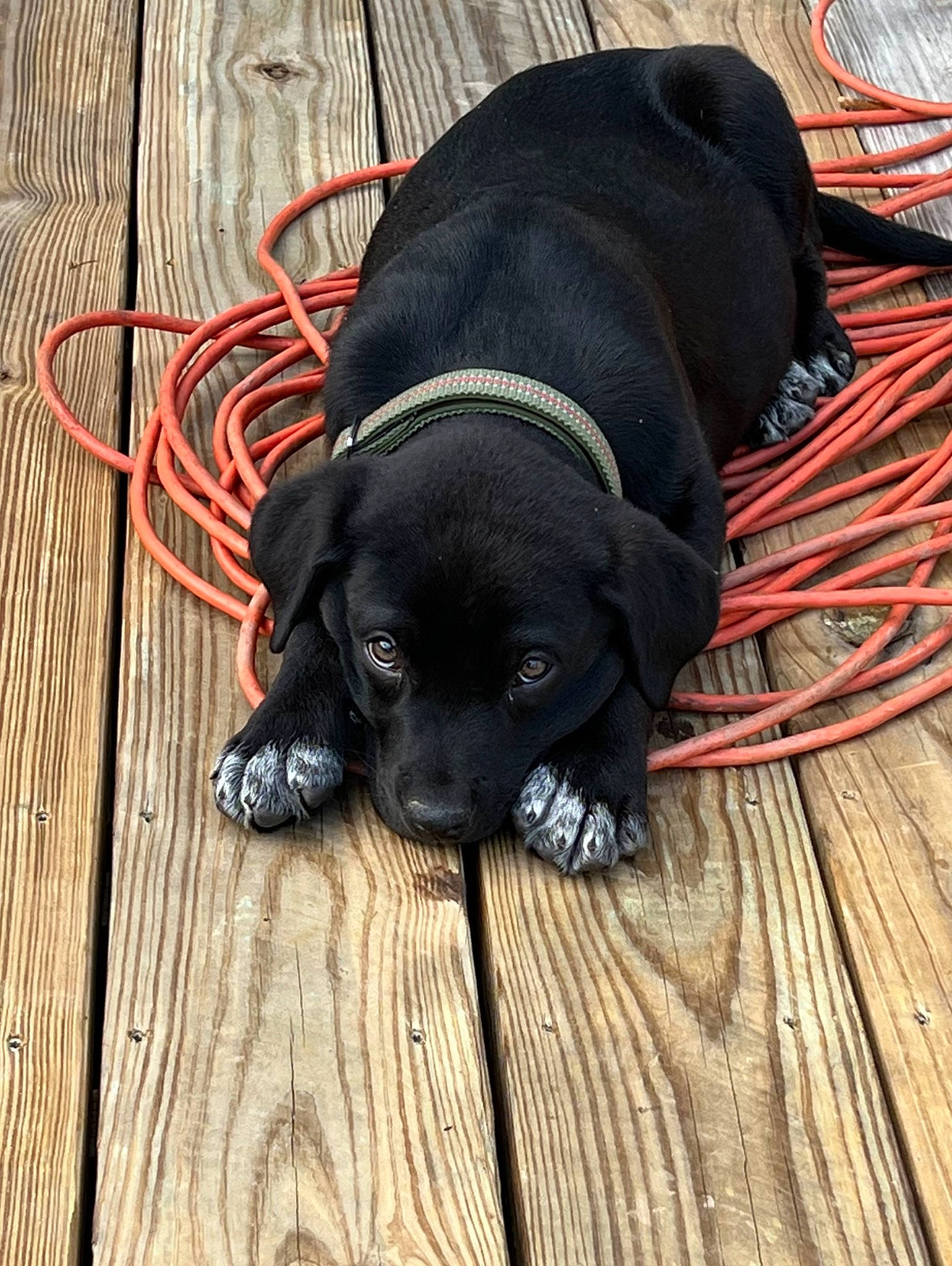 Buster is registered to the contest to win money with this photo: carmine, carnivore, collar, comfort, companion_dog, dog, dog_breed, dog_collar, fashion_accessory, floor, flooring, grey, hardwood, liver, pet_supply, tail, terrestrial_animal, wood, wood_flooring, working_animal