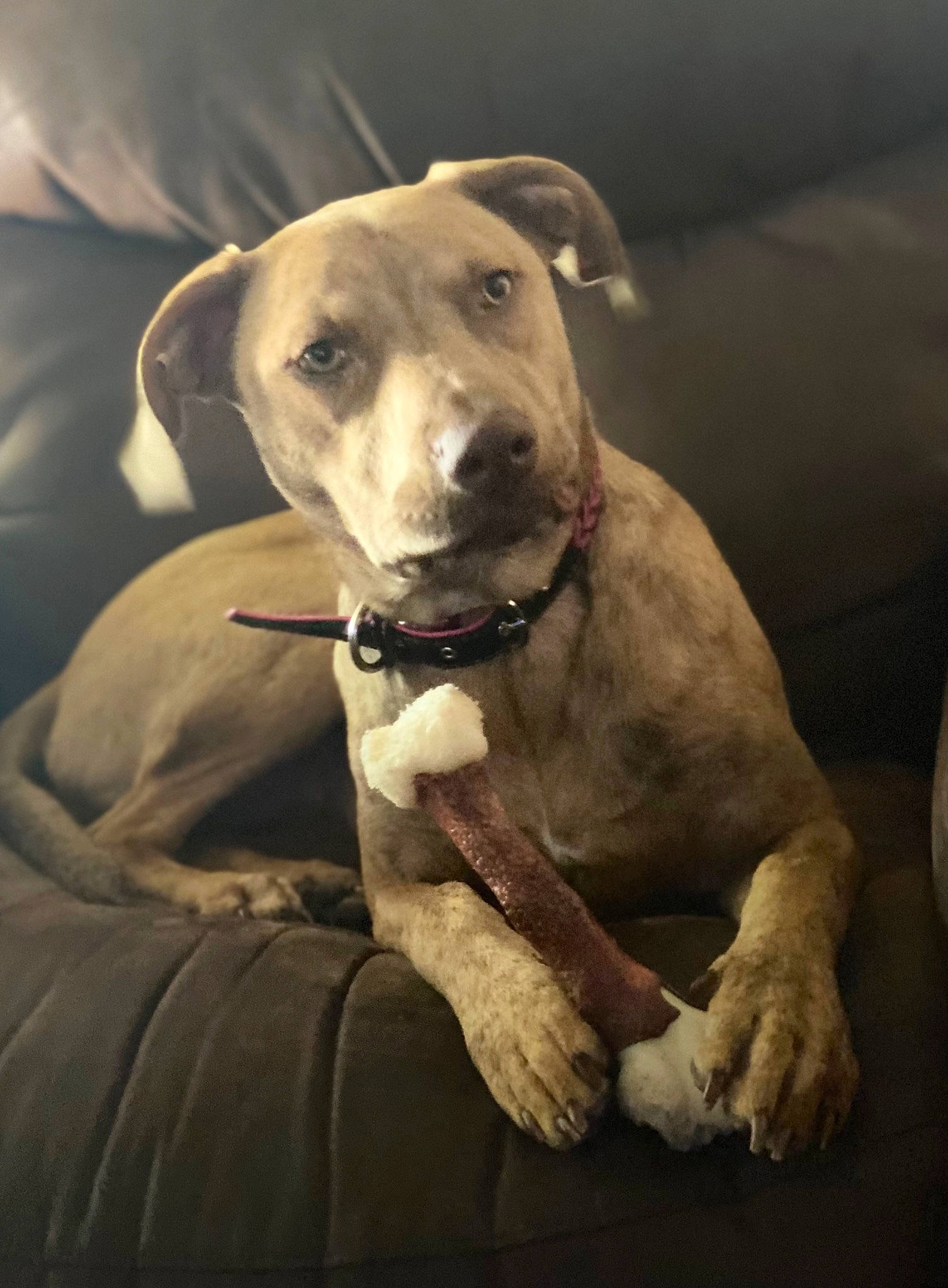 Allie joined the competition — help win amazing prizes! canidae, carnivore, collar, comfort, companion_dog, dog, dog_breed, dog_collar, dog_supply, fawn, flash_photography, fur, guard_dog, jaw, pet_supply, rampur_greyhound, snout, sporting_group, whiskers, working_animal