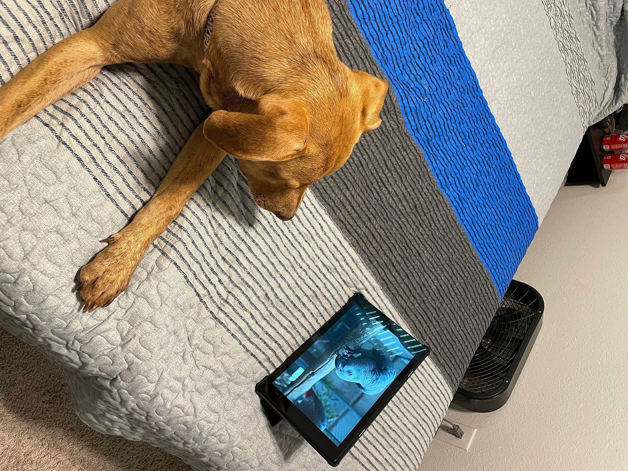 Allie is registered to the contest to win money with this photo: carnivore, comfort, communication_device, companion_dog, dog, dog_breed, electric_blue, fashion_accessory, fawn, flooring, fur, gadget, hardwood, linens, liver, mobile_device, portable_communications_device, textile, wood, working_animal