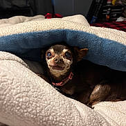 Tiny joined the competition — help win amazing prizes! bed, bedding, blanket, brown_fur, chihuahua, cloudy_eyes, collar, cozy, dog, eyes, fleece_blanket, indoor, nighttime, pet, pink_collar, portrait, resting, small_dog, snuggled, tiny