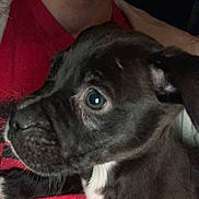 Zoey Lynn is registered to the contest to win money with this photo: puppy, dog, person, face, smile, red_shirt, black_and_white, close_up, pet, indoor, young_dog, friendly, cute, animal, portrait, companion, cuddle, fur, young, expression