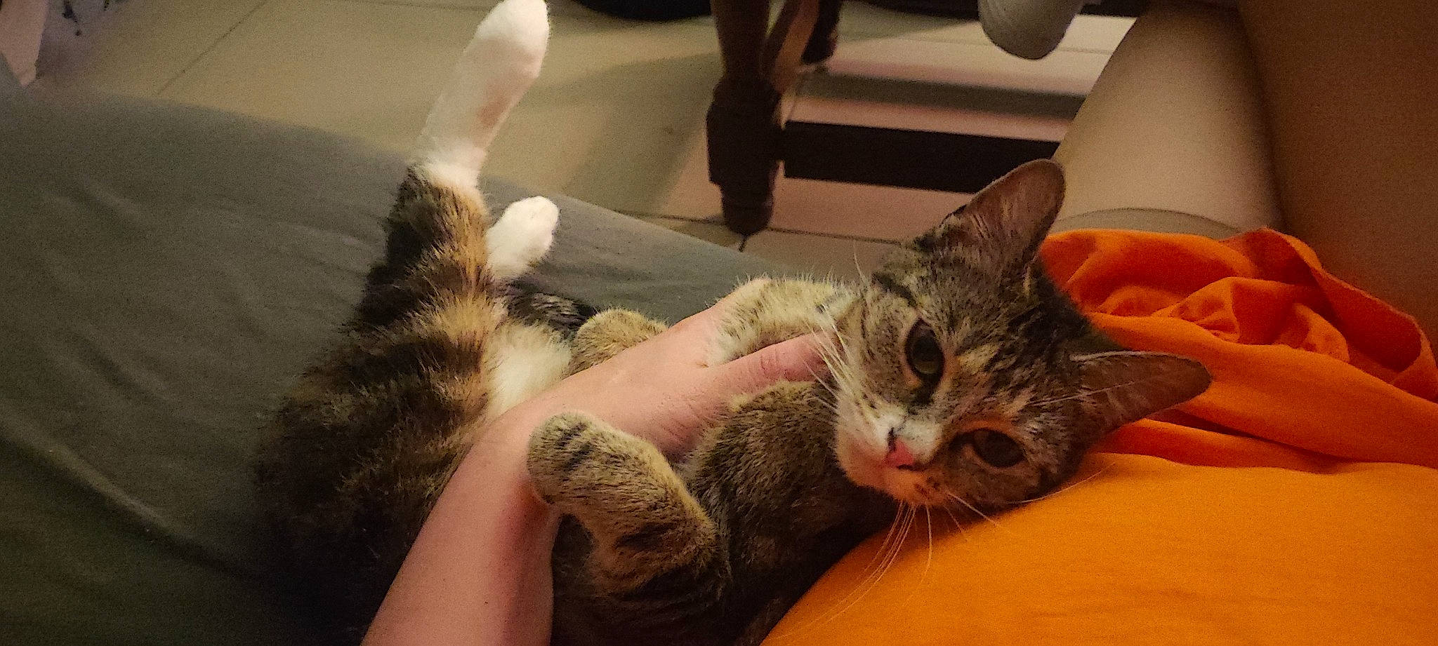 Angie a rejoint le concours — aidez-le/la à gagner de superbes lots ! carnivore, cat, claw, comfort, domestic_short_haired_cat, ear, elbow, eye, felidae, foot, fur, gesture, human_leg, nail, paw, sitting, small_to_medium_sized_cats, snout, whiskers, wrist