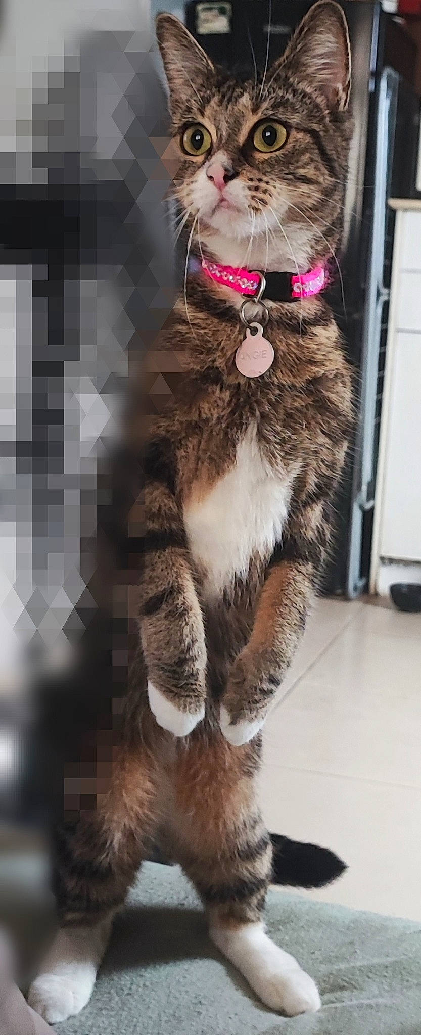 Angie a rejoint le concours — aidez-le/la à gagner de superbes lots ! cat, claw, collar, domestic_short_haired_cat, fashion_accessory, fawn, felidae, fur, paw, small_to_medium_sized_cats, snout, tail, terrestrial_animal, whiskers, working_animal