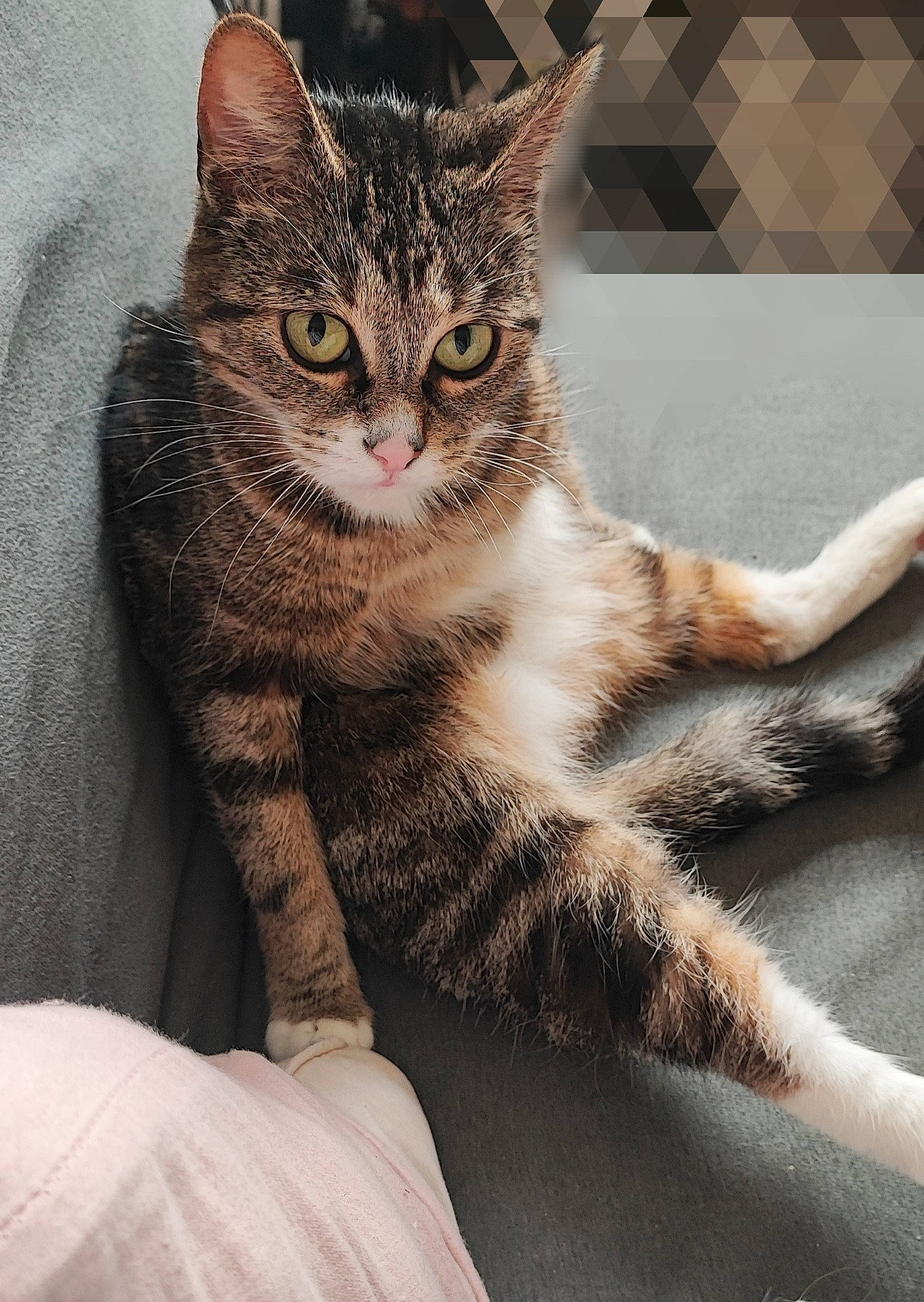 Angie a rejoint le concours — aidez-le/la à gagner de superbes lots ! carnivore, cat, claw, comfort, domestic_short_haired_cat, door, eye, felidae, foot, fur, head, human_body, paw, sitting, small_to_medium_sized_cats, snout, terrestrial_animal, whiskers, wildlife, window