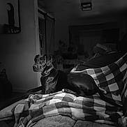 Pepper is registered to the contest to win money with this photo: dog, black_dog, blanket, checkered_blanket, couch, indoor, pet, animal, relaxed, lying_down, collar, living_room, furniture, shadow, monochrome, black_and_white, cozy, home, resting, quiet