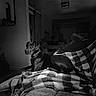 dog, black_dog, blanket, checkered_blanket, couch, indoor, pet, animal, relaxed, lying_down, collar, living_room, furniture, shadow, monochrome, black_and_white, cozy, home, resting, quiet