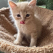 Daphne is registered to the contest to win money with this photo: kitten, cat, pet, animal, cute, fluffy, beige, tongue, licking, feline, young, cozy, bed, soft, texture, indoor, closeup, whiskers, ears, curious