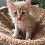 kitten, cat, pet, animal, cute, fluffy, beige, tongue, licking, feline, young, cozy, bed, soft, texture, indoor, closeup, whiskers, ears, curious