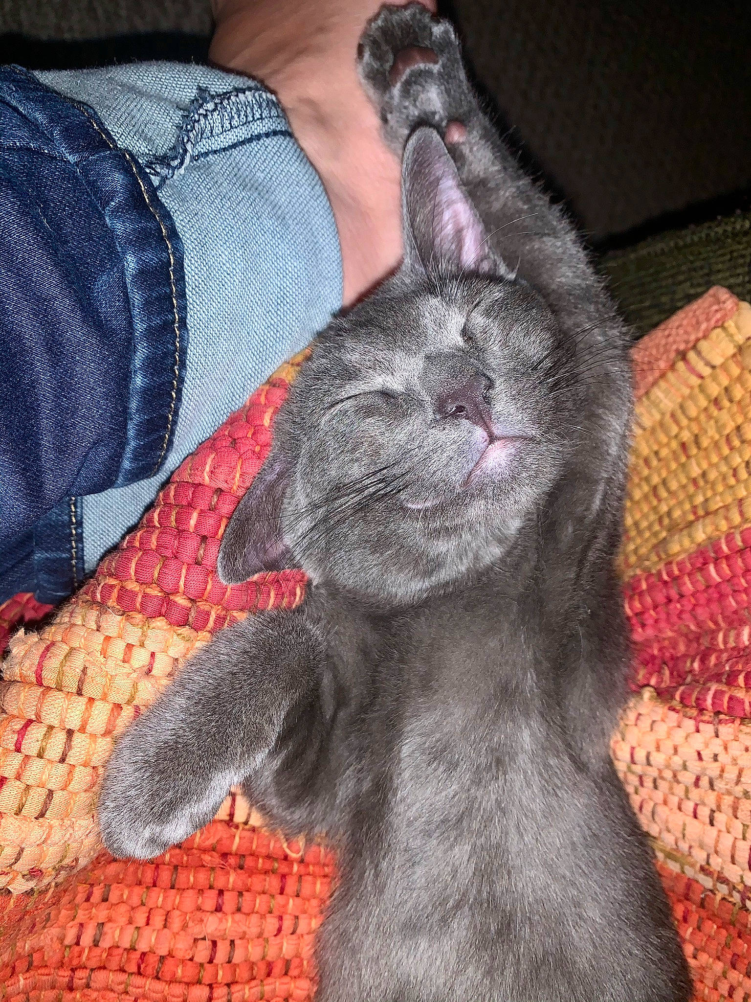 Toby joined the competition — help win amazing prizes! black_cat, british_shorthair, carnivore, cat, chartreux, domestic_short_haired_cat, felidae, fur, german_rex, gesture, hand, kitten, knitting, korat, polydactyl_cat, russian_blue, small_to_medium_sized_cats, snout, tail, whiskers