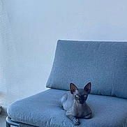 Caralho a rejoint le concours — aidez-le/la à gagner de superbes lots ! animal, cat, chair, cute, domestic_cat, feline, gray_cushion, green_eyes, hairless_cat, home_interior, indoor, living_space, looking_at_camera, minimalist, modern_furniture, pet, relaxed, resting, small, sphynx_cat