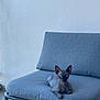 animal, cat, chair, cute, domestic_cat, feline, gray_cushion, green_eyes, hairless_cat, home_interior, indoor, living_space, looking_at_camera, minimalist, modern_furniture, pet, relaxed, resting, small, sphynx_cat