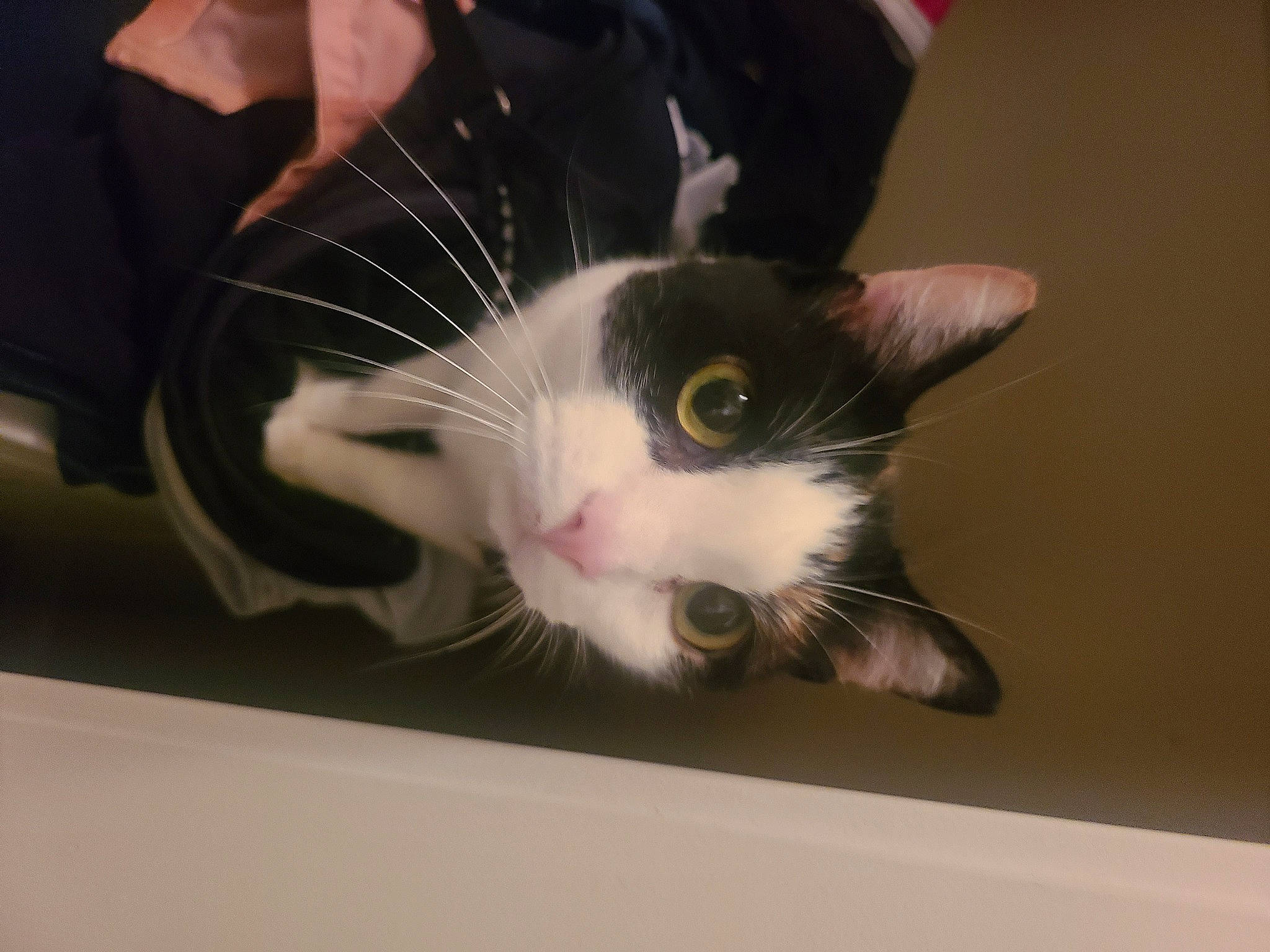 Akasha joined the competition — help win amazing prizes! black_and_white, carnivore, cat, domestic_short_haired_cat, ear, felidae, fur, kitten, paw, small_to_medium_sized_cats, snout, whiskers