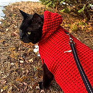 Mittens is registered to the contest to win money with this photo: animal, black_cat, bushes, car, cat, daylight, dry_leaves, feline, grass, ground, hoodie, knitted_sweater, leash, nature, outdoor, pet, red_sweater, side_view, snow, winter