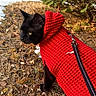 animal, black_cat, bushes, car, cat, daylight, dry_leaves, feline, grass, ground, hoodie, knitted_sweater, leash, nature, outdoor, pet, red_sweater, side_view, snow, winter