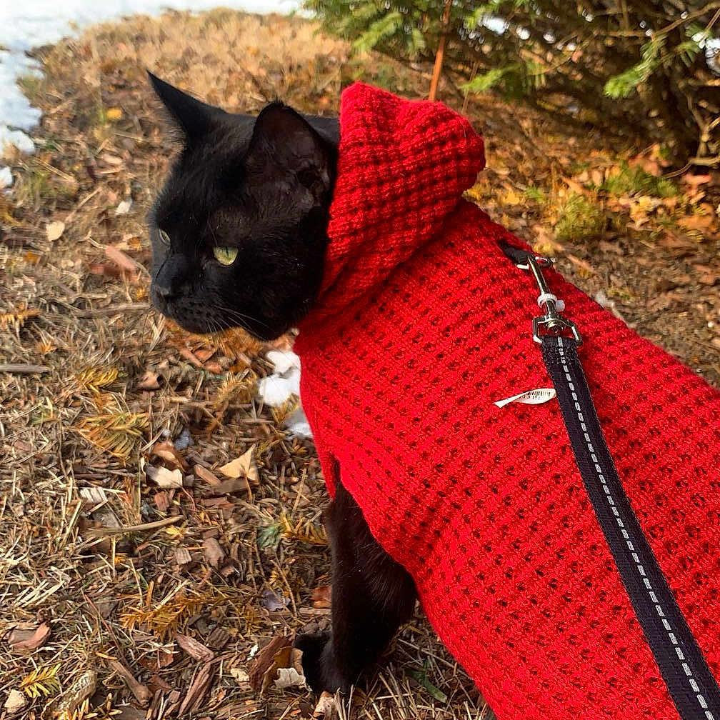 Mittens