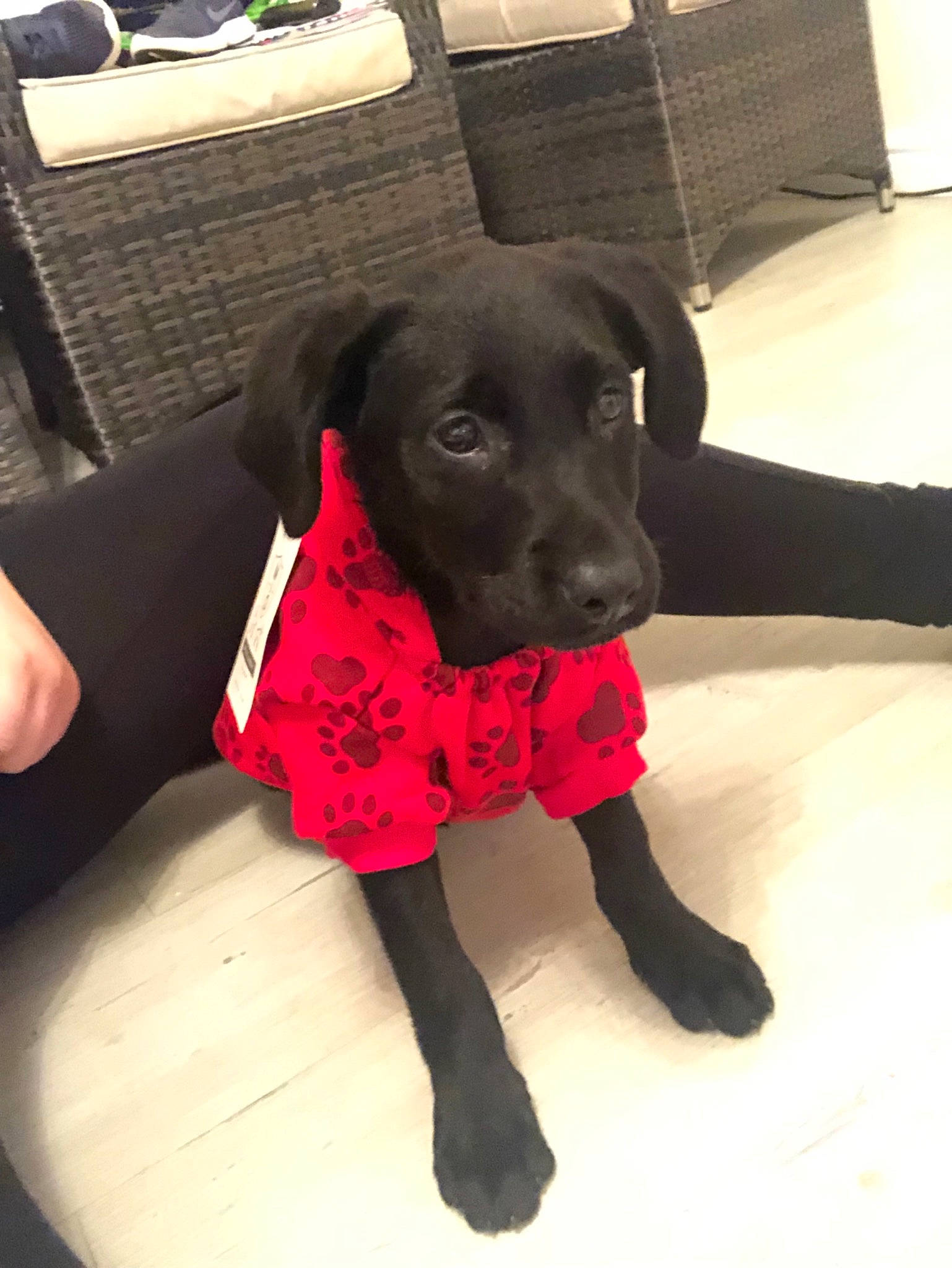 Lennon is registered to the contest to win money with this photo: beagador, borador, canidae, carnivore, companion_dog, dog, dog_breed, dog_collar, labrador_retriever, mammal, patterdale_terrier, pointing_breed, puppy, retriever, snout, sporting_group