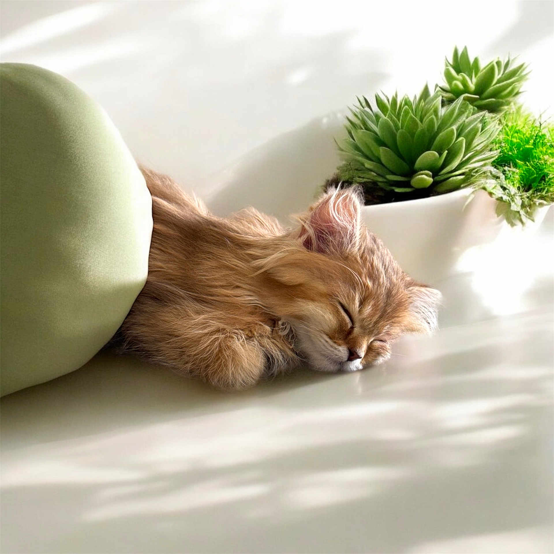 Muezza is registered to the contest to win money with this photo: aloe, animal, cat, couch, cushion, herbal, herbs, homedecor, jar, kitten, leaf, manx, person, pet, plant, planter, pottedplant, pottery, sleeping, vase