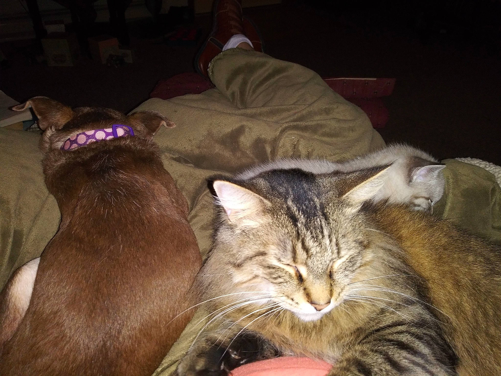 Melificent joined the competition — help win amazing prizes! asian, bed, carnivore, cat, ear, felidae, fur, kitten, lap, leg, nap, night, norwegian_forest_cat, sleep, small_to_medium_sized_cats, tabby_cat, whiskers