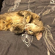 Lilas participe au concours pour gagner de l'argent avec cette photo : carnivoran, cat, cat_like_mammal, fur, small_to_medium_sized_cats, snout, whiskers