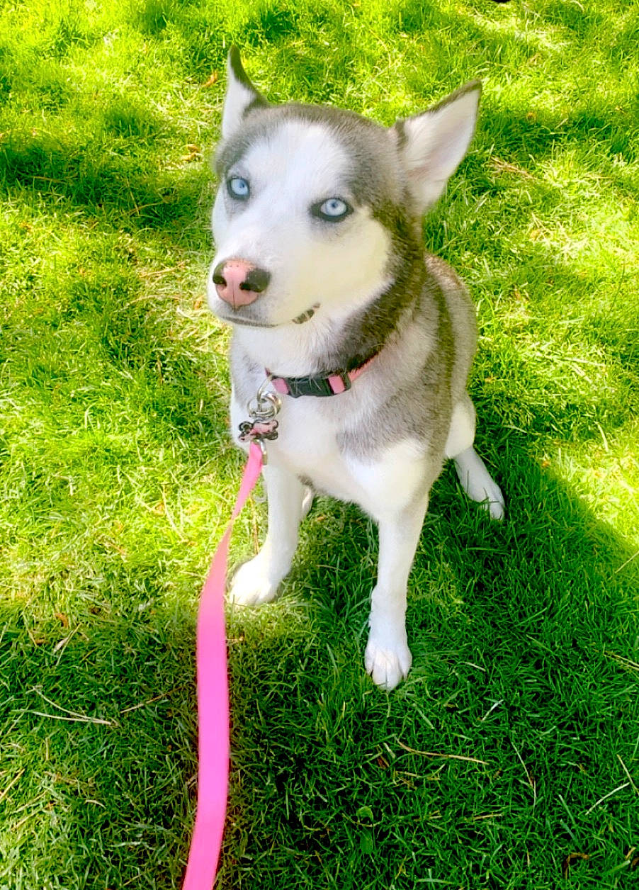 Nova joined the competition — help win amazing prizes! alaskan_klee_kai, alaskan_malamute, canidae, carnivore, dog, dog_breed, grass, labrador_husky, mammal, miniature_siberian_husky, northern_inuit_dog, saarloos_wolfdog, sakhalin_husky, siberian_husky, sled_dog, snout, tamaskan_dog, vertebrate, wolfdog, working_dog