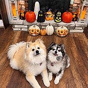 Nymeria And Arya is registered to the contest to win money with this photo: autumn, black_and_white_dog, collars, companion_animals, cream_dog, dogs, festive, fireplace, fluffy, ghost_decoration, halloween, home_decor, indoor, jack_o_lanterns, pet, portrait, pumpkins, puppies, sitting, wooden_floor