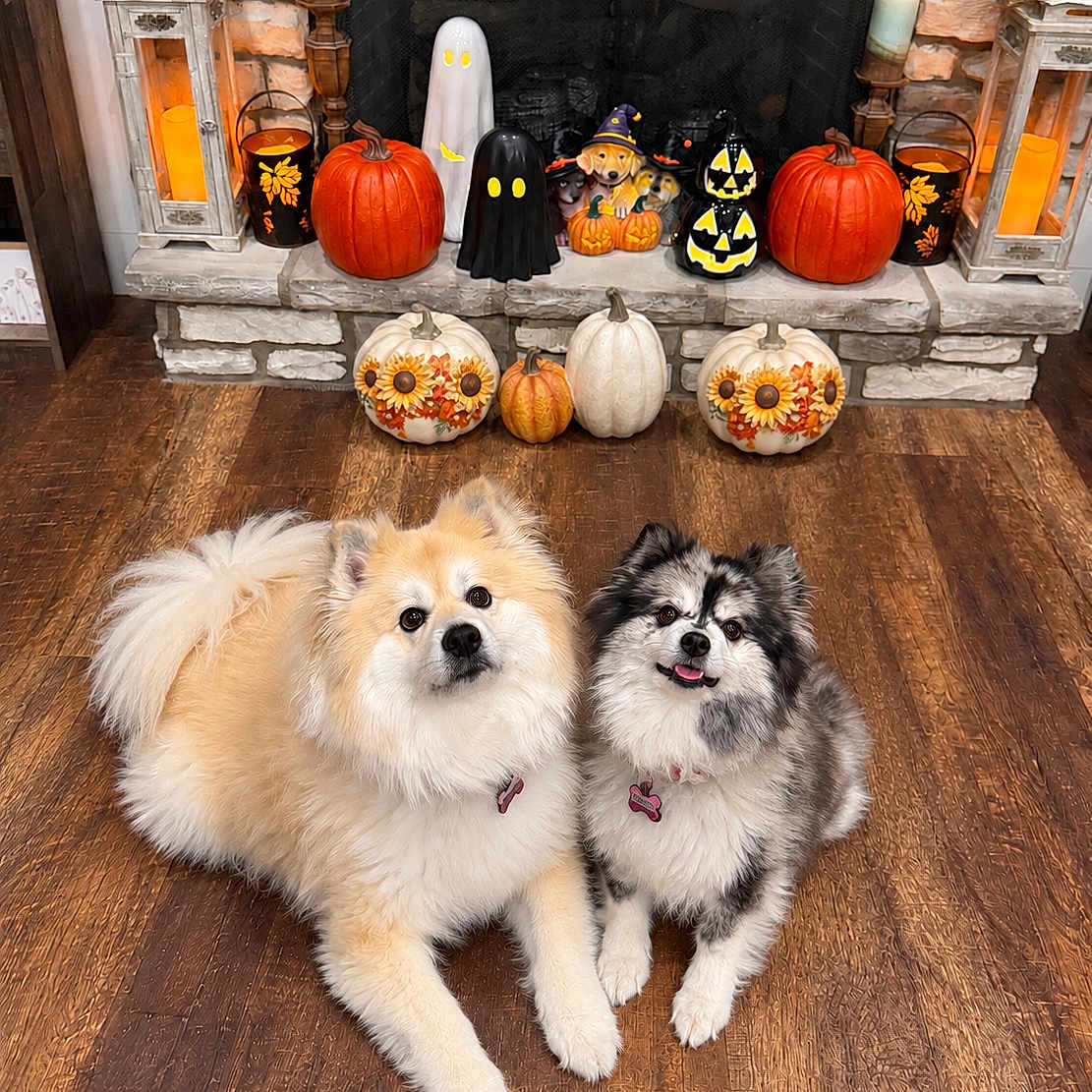 Nymeria And Arya
