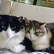 Serenity And Runty is registered to the contest to win money with this photo: blanket, cat, close_up, companion, couch, cozy, cute, ears, feline, fur, greenery, indoor, nose, pet, relaxed, resting, striped_blanket, two_cats, whiskers, window