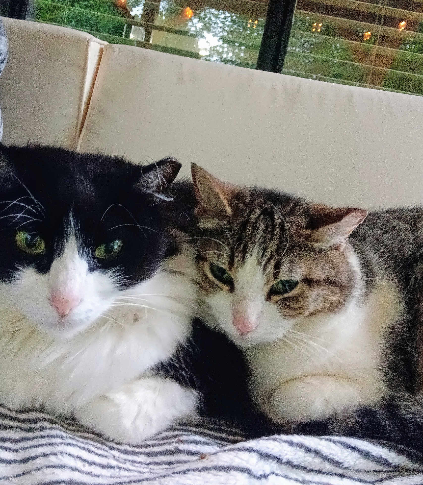 Serenity And Runty is registered to the contest to win money with this photo: blanket, cat, close_up, companion, couch, cozy, cute, ears, feline, fur, greenery, indoor, nose, pet, relaxed, resting, striped_blanket, two_cats, whiskers, window