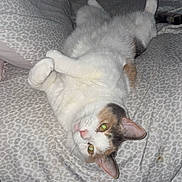 Porkchop joined the competition — help win amazing prizes! cat, animal, pet, bed, blanket, fur, relaxed, indoor, cozy, sleeping, whiskers, cute, feline, patterned_bedspread, tabby, soft, resting, domestic_animal, lying_down, yellow_eyes
