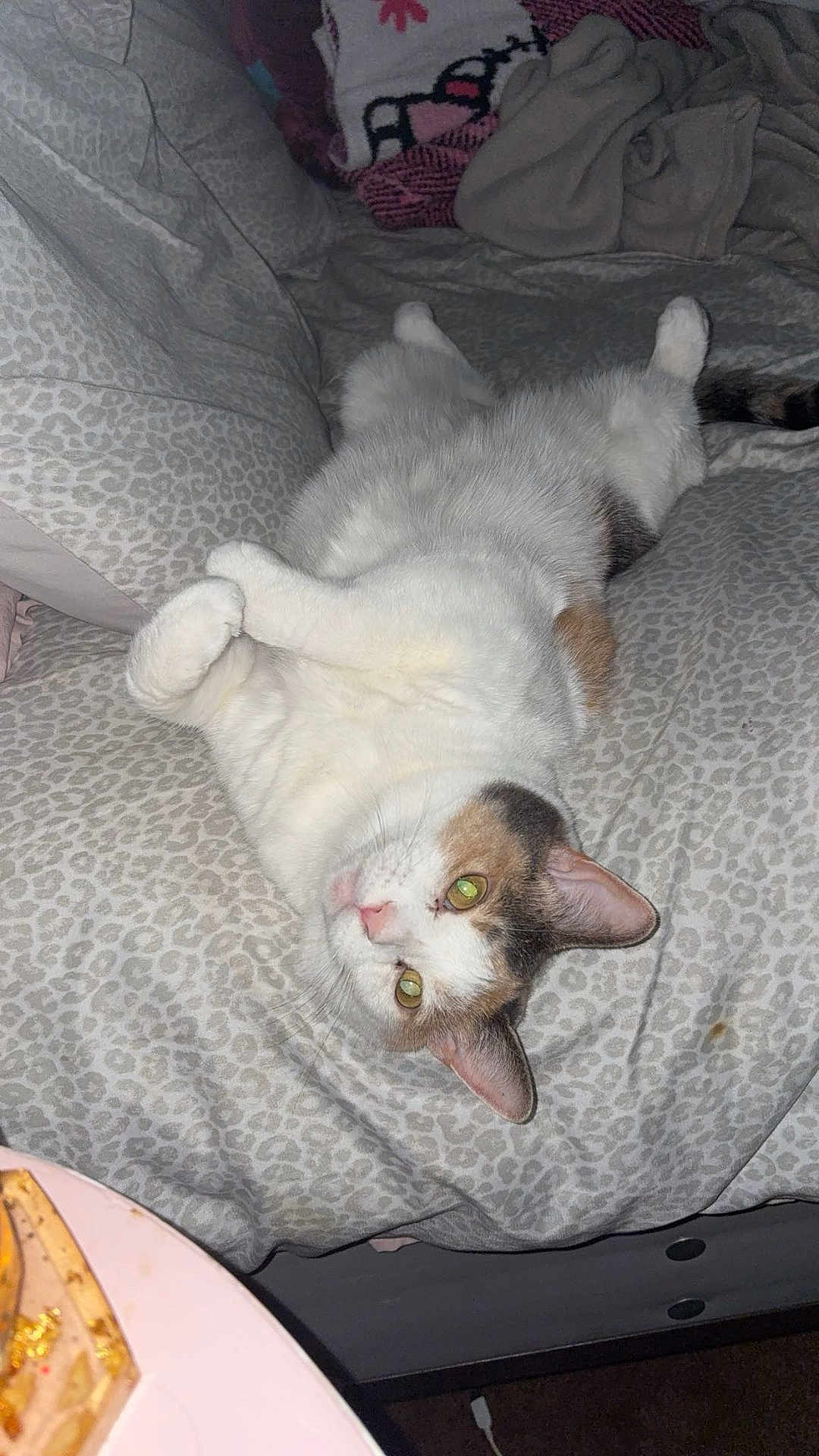 Porkchop joined the competition — help win amazing prizes! cat, animal, pet, bed, blanket, fur, relaxed, indoor, cozy, sleeping, whiskers, cute, feline, patterned_bedspread, tabby, soft, resting, domestic_animal, lying_down, yellow_eyes