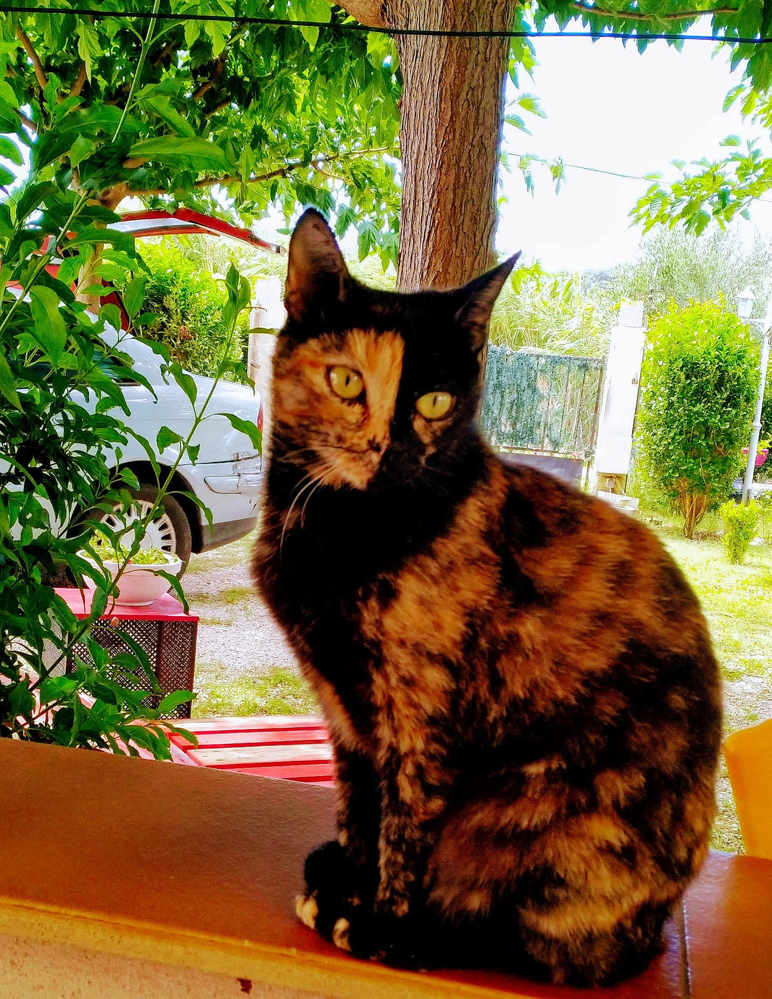 Bébé